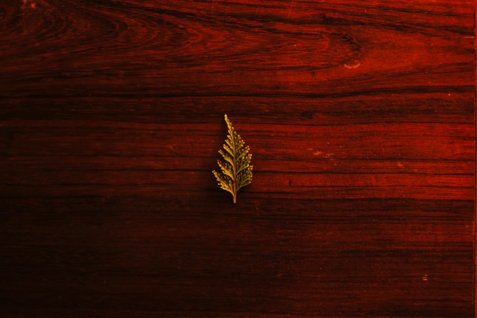 Close-up Of Leaf On Wooden Plank