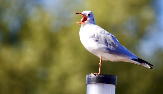 Close-up Of Bird Perching On Wood photo