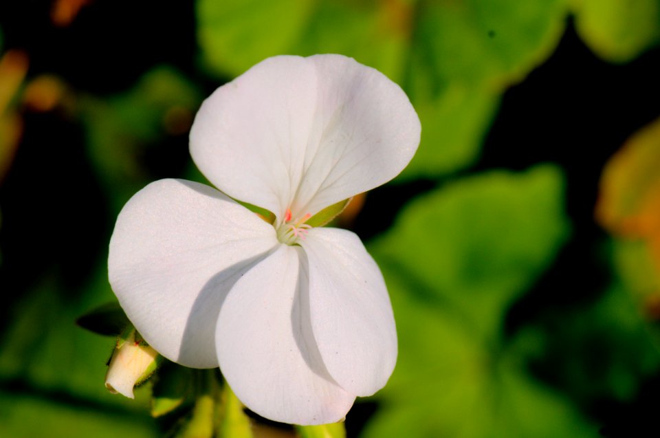 White Flower