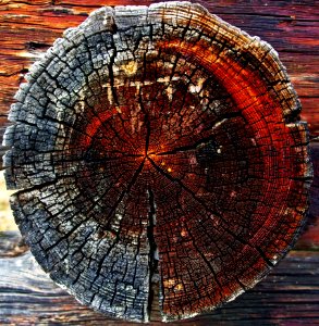 Close-up Of Tree Stump