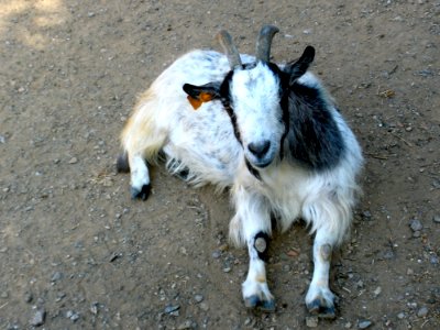 Silly Dwarf Goat photo