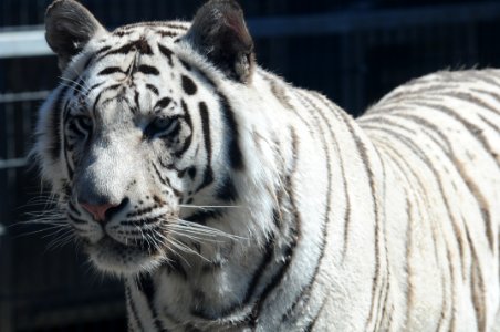 Royal White Bengal Tiger 11