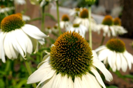 White Swan Coneflower 1
