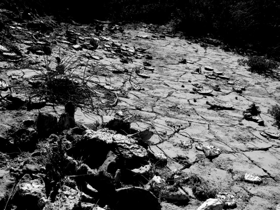 Plant Black Bedrock Natural Landscape