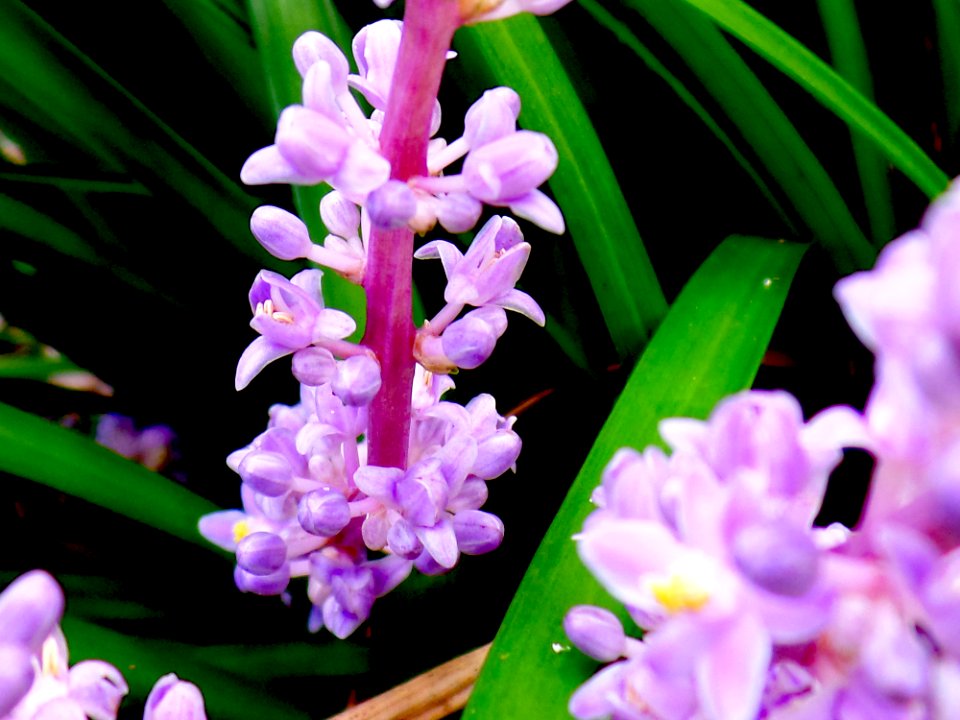 Floral Explosion
