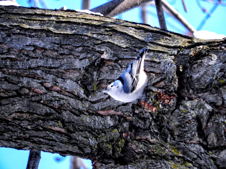 Oiseau (Sittelle  Poitrine Blanche) 065