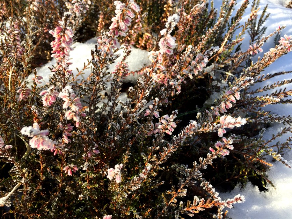 Winter Heather (Calluna Vulgaris)