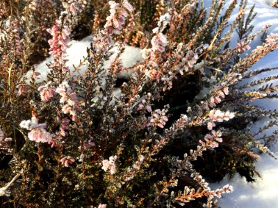 Winter Heather (Calluna Vulgaris)
