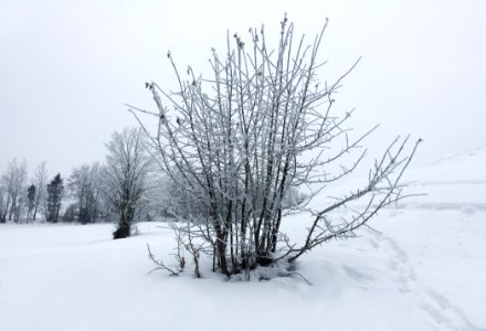 Winter Landscape