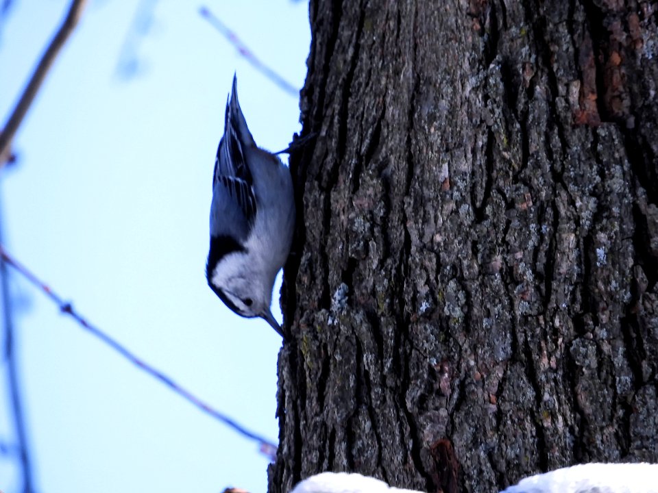 Oiseau (Sittelle  Poitrine Blanche) 060