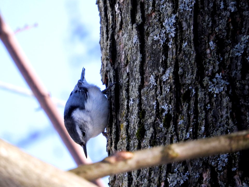 Oiseau (Sittelle  Poitrine Blanche) 062