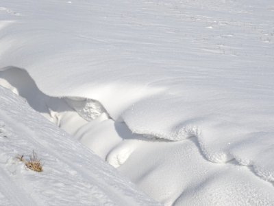 Woves On The Snow