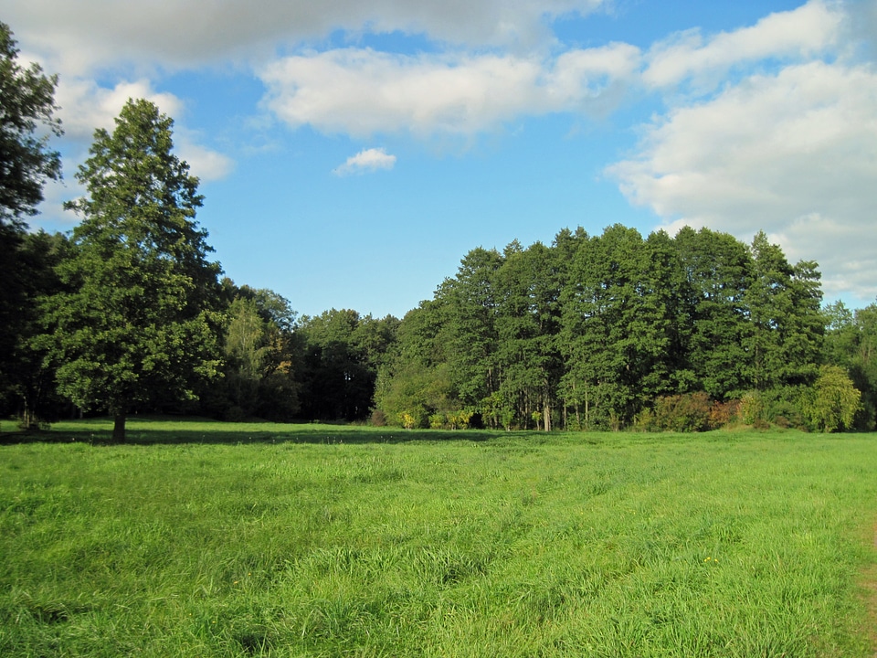 Trees scenic sky