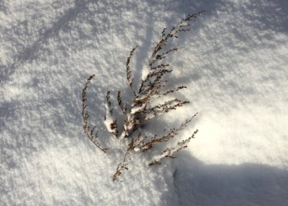 Winter Plants photo