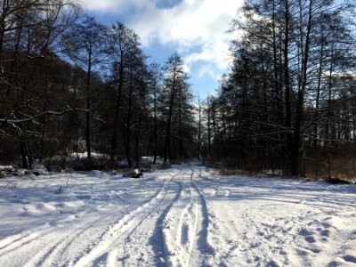 Winter Landscape