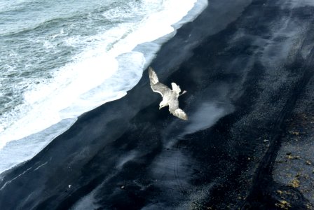 Iceland Seagull