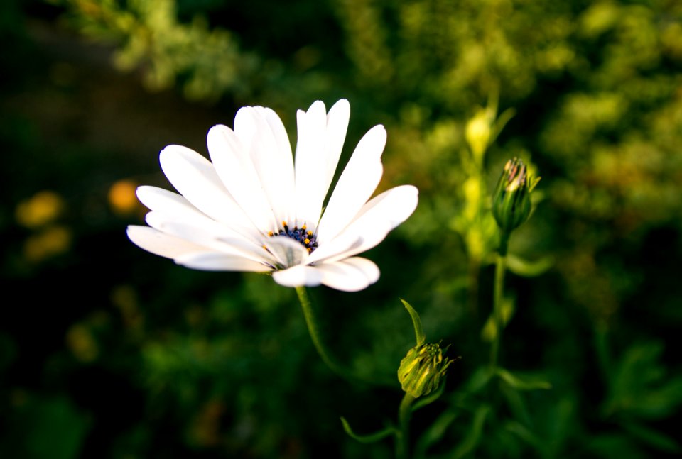 White Osteospermum Flower