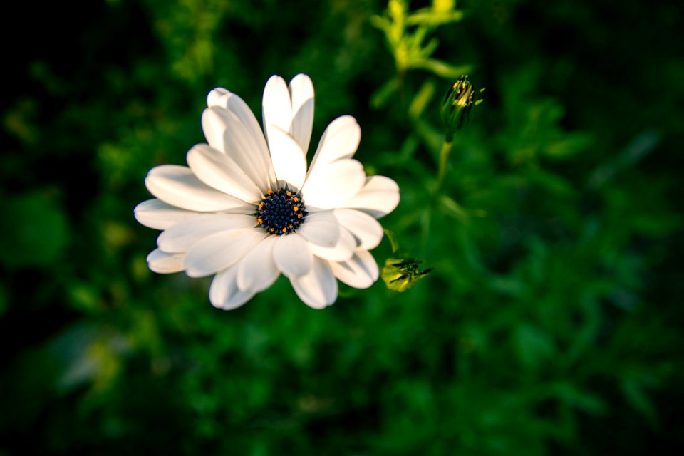 White Osteospermum Flower