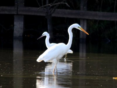 Great White Egret With A Little Egret photo