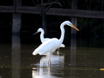 Great White Egret With A Little Egret