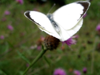 White Butterfly Downe House