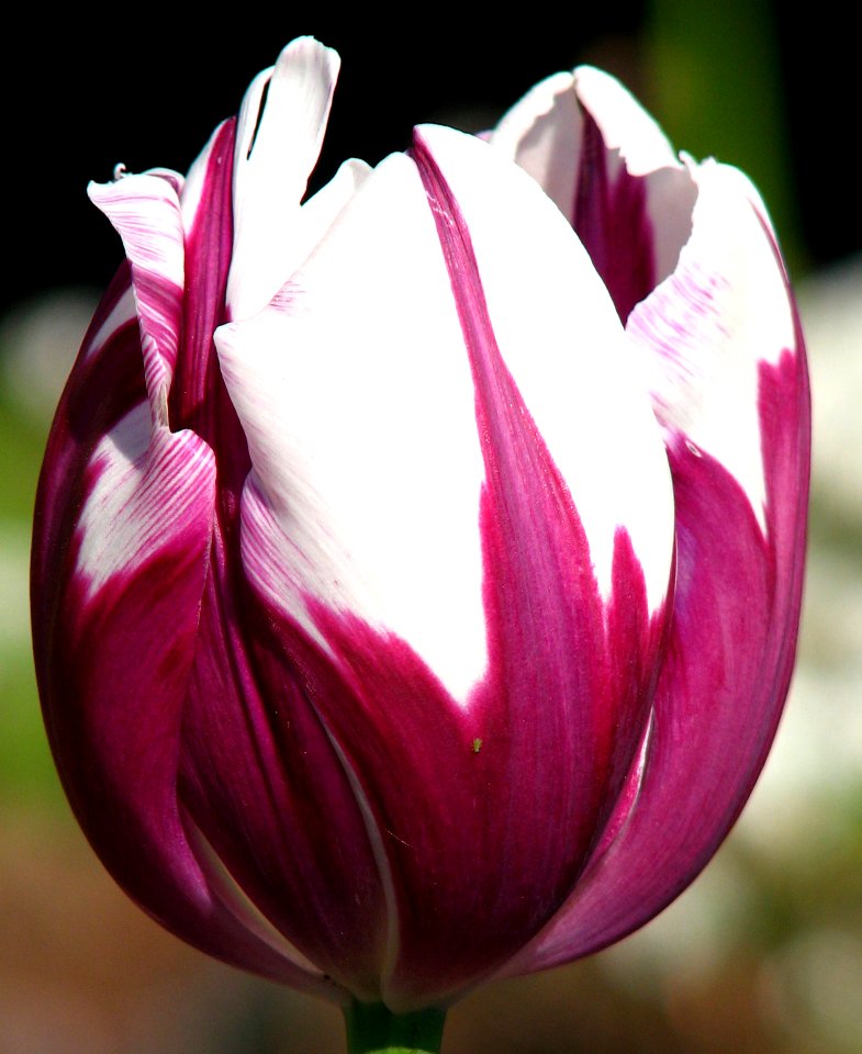 Purple-and-white Rembrandt Tulip