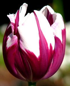 Purple-and-white Rembrandt Tulip photo