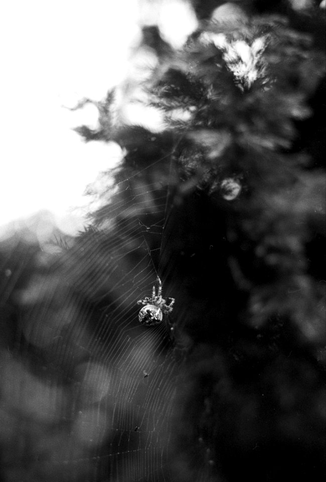 Keresztespk  Cross Orbweaver
