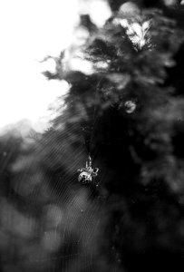 Keresztespk  Cross Orbweaver