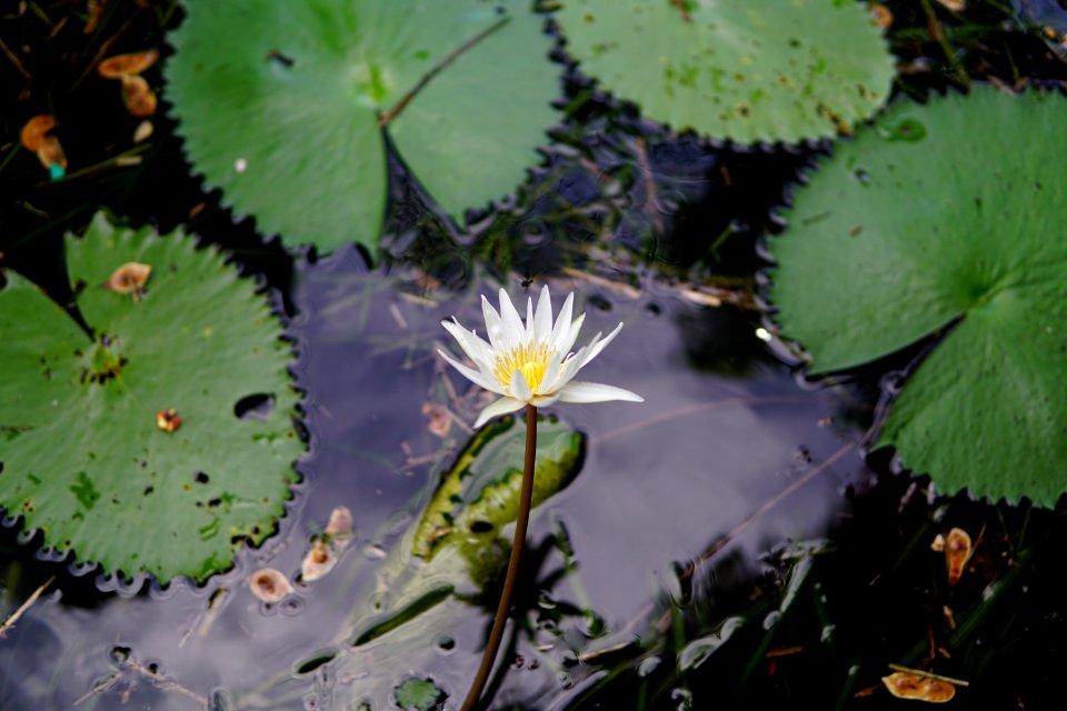 Lilypads And Flower