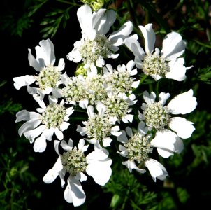 White Flower 1