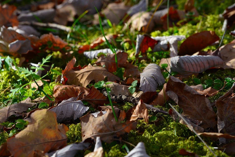 Forest floor autumn forest
