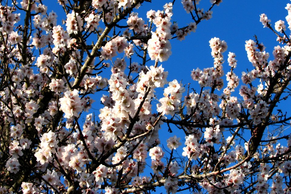 White Fruit-tree Blossoms 1 photo