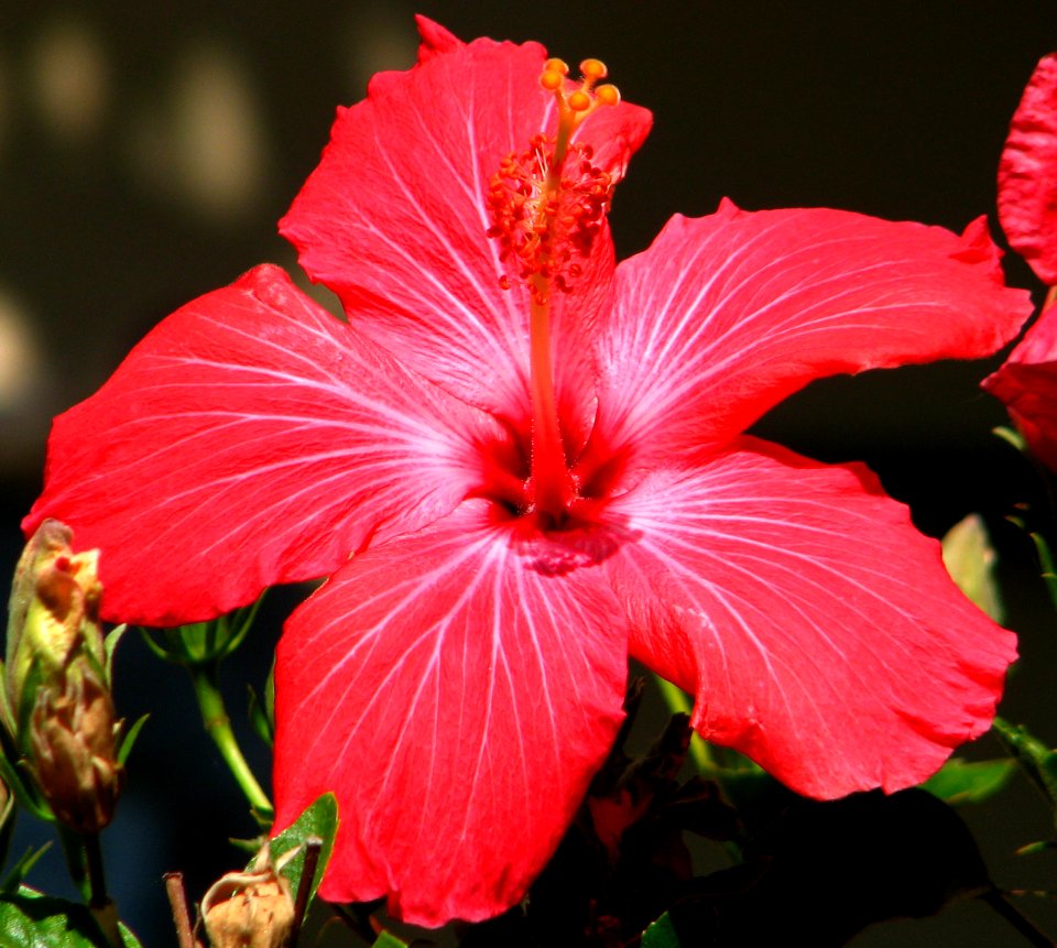 Red Hibiscus