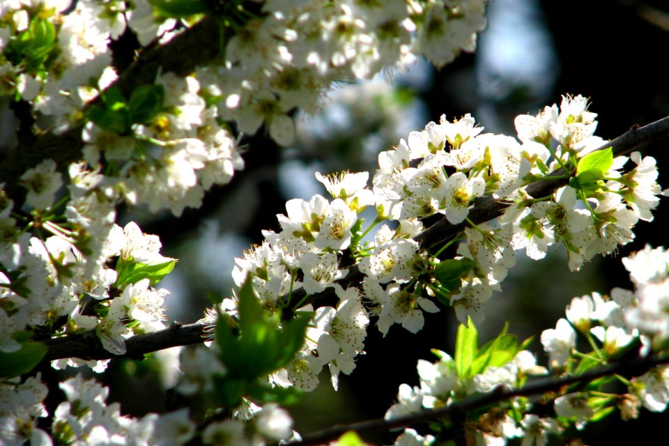 White Fruit-tree Blossoms 2 photo