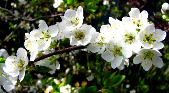 White Fruit-tree Blossoms 3 photo