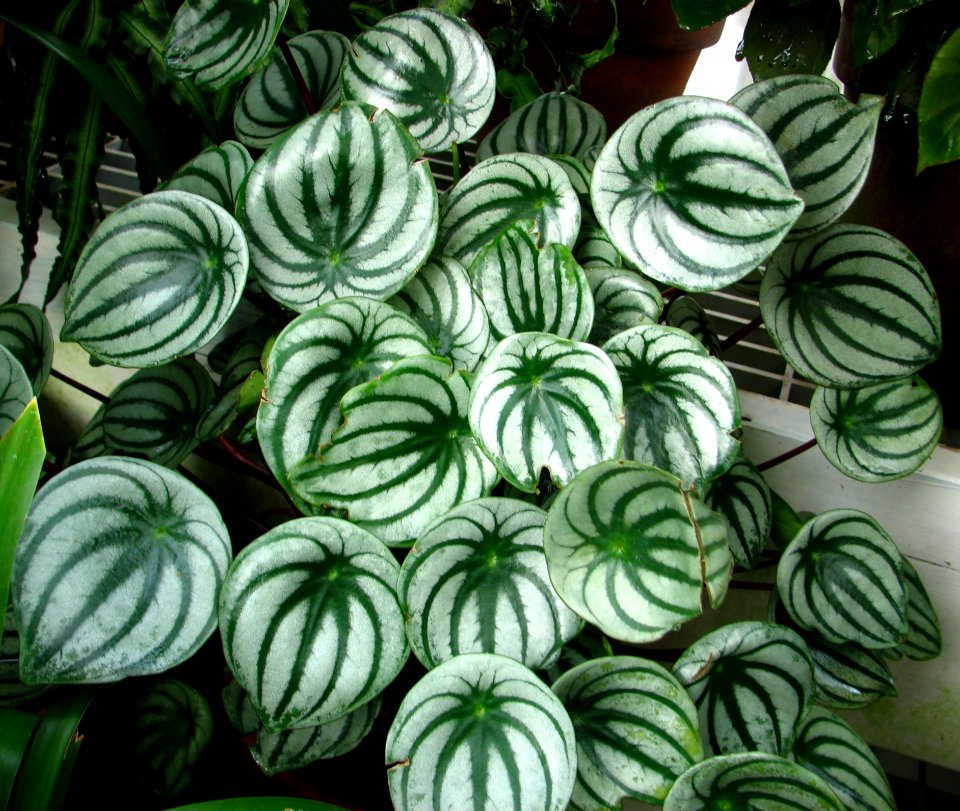 Green-and-white Leaves 1