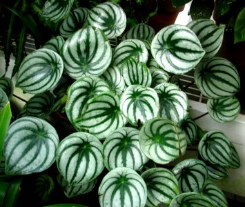Green-and-white Leaves 1