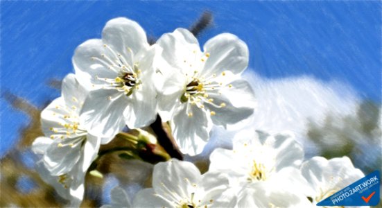 Cherries - ID 16218-130652-9114 photo