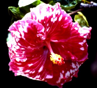 Red-and-white Hibiscus photo