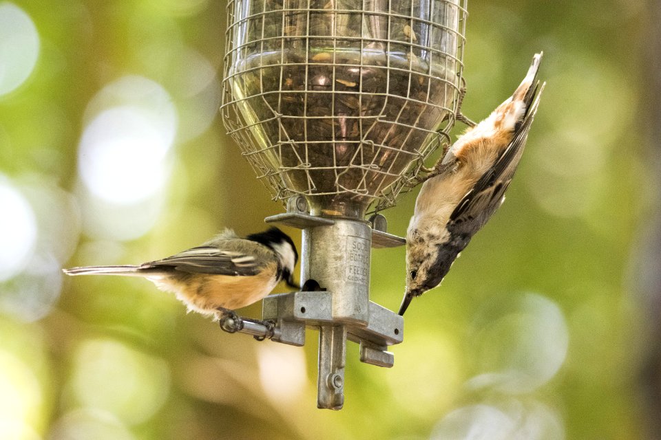 Oiseau (Sittelle  Poitrine Blanche) 052