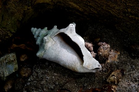 Sea Conch photo