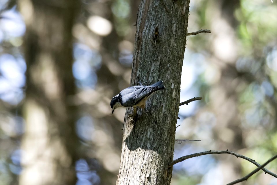 Oiseau (Sittelle  Poitrine Blanche) 037