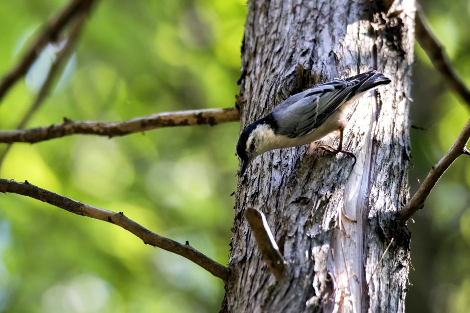 Oiseau (Sittelle  Poitrine Blanche) 036
