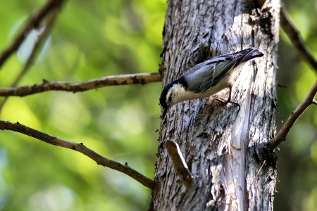 Oiseau (Sittelle  Poitrine Blanche) 036