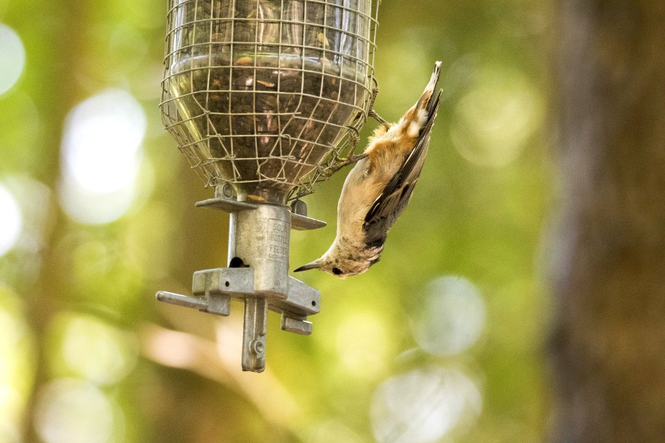 Oiseau (Sittelle  Poitrine Blanche) 050