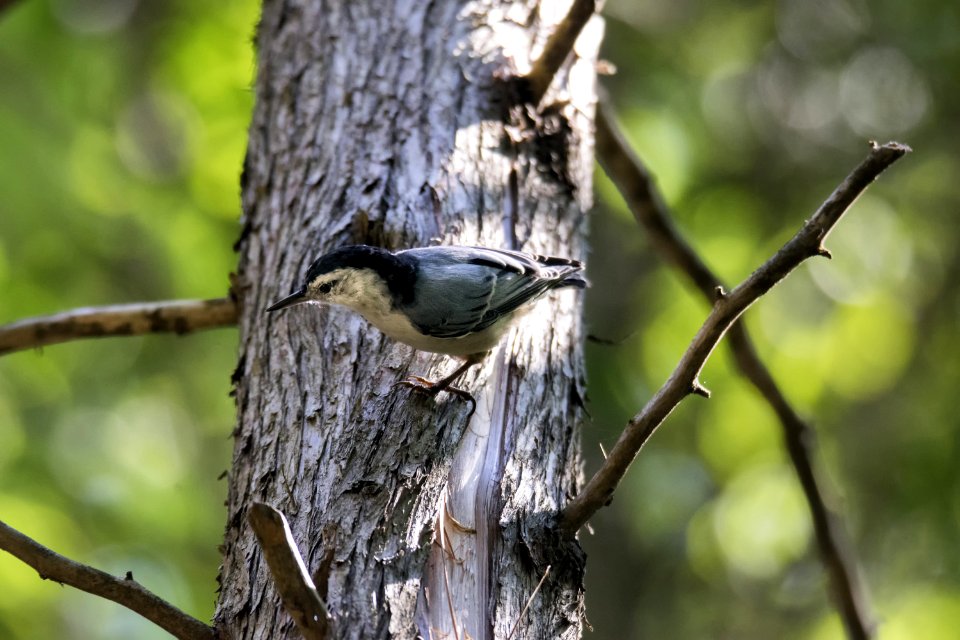 Oiseau (Sittelle  Poitrine Blanche) 034