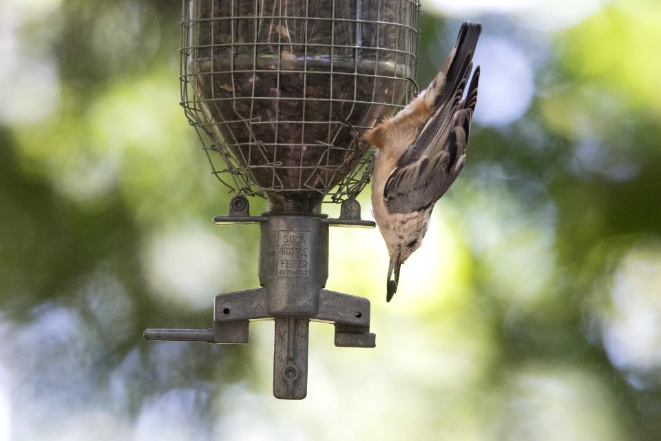 Oiseau (Sittelle  Poitrine Blanche) 042