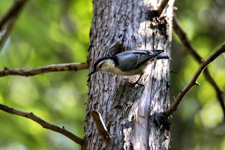 Oiseau (Sittelle  Poitrine Blanche) 035