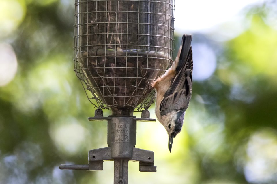 Oiseau (Sittelle  Poitrine Blanche) 043
